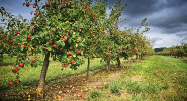 Apple tree memory michurin - vše o odrůdě a vlastnostech pěstování